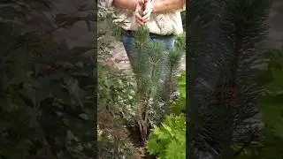 Сосна горная Анджей. 