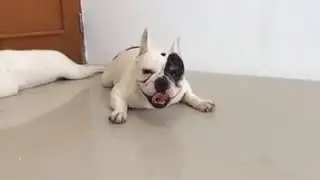 Bulldog small