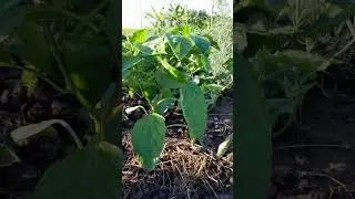 20.06.24. Томати і перець у відкритому ґрунті