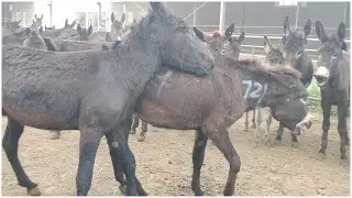 The donkey's mouth is one and the other, what is the reason?