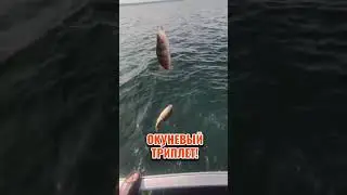 Три окуня сразу! #рыбалка #fishing #shorts