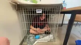 братишкин плохой шеф