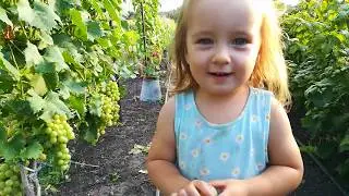 Урожай винограда 2019(бонус в конце)