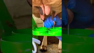 Amazing Milking Processing  