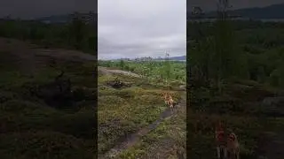 Но тут лиса бежала #собака #приколысживотными #басенджи #ворона #заполярье #мурманск #природа #север