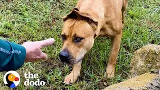 Couple Spends A Year Trying To Rescue A Stray Dog...Then This Happens | The Dodo Faith = Restored