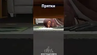 Шпион и Скаут играют в прятки 