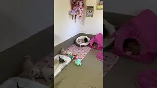У нас можно купить,забронировать щенка 