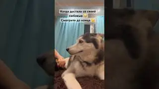 Достала хаски своей любовью 