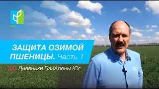 Озимая пшеница. Защита от сорняков и болезней на стадии трубкования.