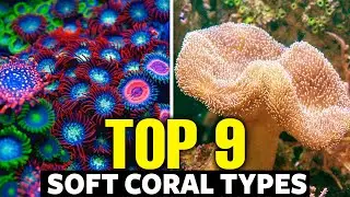 The 9 Best Soft Corals For Beginners 🐠