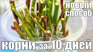 ЗАСТАВЛЯЕТ ЧЕРЕНОК ПУСКАТЬ КОРНИ ЗА 10 ДНЕЙ!
