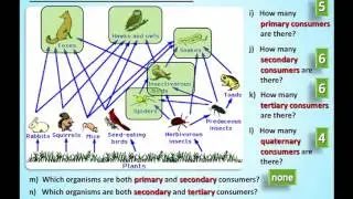 Analyzing Food Web