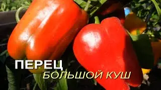 Перец сладкий БОЛЬШОЙ КУШ. Обзор сортов ПЕРЦЕВ!