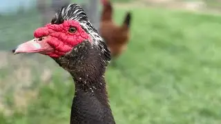 My Favorite Small Homestead Duck | Our Experience With Muscovy Ducks