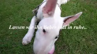 Miniatur Bullterrier Herkules