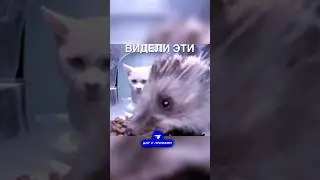 Кормушка для котиков 😂 #истории #история #новости #новость #shorts