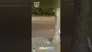 Funny cat’s mood