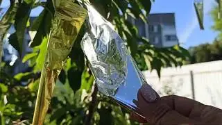 Спасаем черешню и вишню от птиц!!!