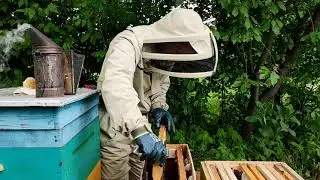 Пересадка роя в улей.