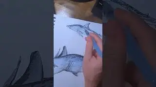 The Greatest Mako Shark Drawing Timelapse East Of The Mississippi