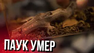 ПАУК КОРЕША УМЕР (хозяева, кореш, ярик)