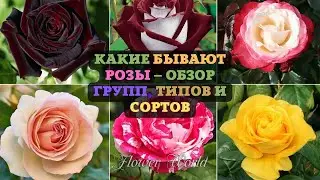 Какие бывают розы – обзор групп, типов и сортов с фото и названиями.🥀