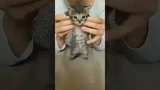 pikachu pikachu/пикачу пикачу