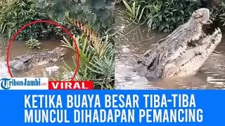 Viral Seekor Buaya Besar Lagi Makan, Muncul Dihadapan Pemancing