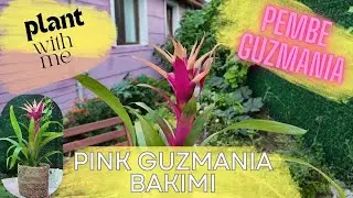 YENİ ALDIĞIM GUZMANIA ÇİÇEĞİNİ(KIRMIZI YILDIZ) DİKİYORUM, HARİKA RENK KONTRASTI| GÖRSEL ŞÖLEN|