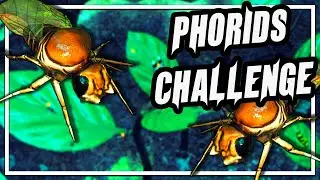 Stopping Phorid Flies Spreading Infections | Empires Of The Undergrowth