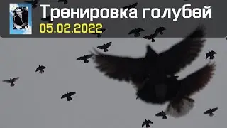 Тренировка голубей 05.02.2022 (Полная версия)