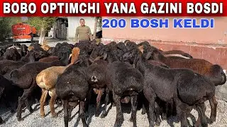 BOBOHONGA UDAR QOCHQORLAR KELDI TAVSIYA QILAMAN