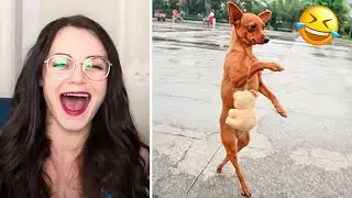 Funniest Cats And Dogs Videos 2021  - Funny And Cute Animals 😅