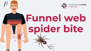 Funnel-web Spider Bite | First Aid