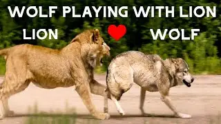 lion vs wolf 🐺 wolf playing with lion 🐱 lion cub playing with wolf cub 🐱 #lioncub #wolfcub