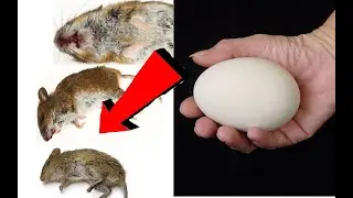Как избавиться от мышей в жилище за 3 Секунды!