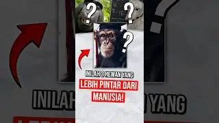 3 HEWAN INI LEBIH PINTAR DARI MANUSIA?! Masa sih?😰