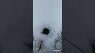 Проводка дриблинг у дна для безмотылки