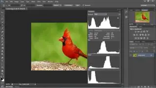 Photoshop Tutorial for Beginners - 02 - Understanding the Histogram