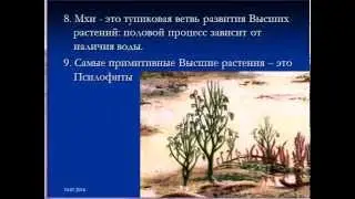 Зеленый мох Кукушкин Лен