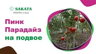 ПИНК ПАРАДАЙЗ на подвое  БАУМАН - новое качество! #розовыйтоматнаподвое #лучшийрозовыйтомат #подвой