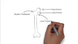 Anatomy of femur  -