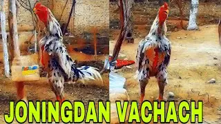 DAKAN🐓🦃JINNILARI KO’RSIN | DAKANDAN SOQQA ZO’R KELADI