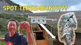 Mancing Nila spot tersembunyi, Ikan sangat melimpah!!!
