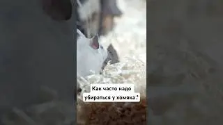 НЕЛЬЗЯ часто убираться у хомяка! 🐹