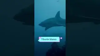 ¿Cuántas especies de tiburones crees que existen? 🦈​​