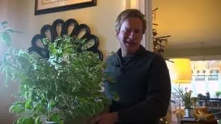 Growing Ficus Indoors | At Home With P. Allen Smith