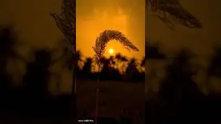 Vivo V25 pro Camera Pro mode Tutorial 