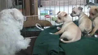 Chihuahua Puppies Startled By Dog's Bark (in HD)